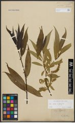 Foto von Salix alba L. x Salix fragilis L.